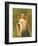 Yorkshire Terrier-John Golden-Framed Art Print