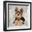 Yorkshire Terrier-Keri Rodgers-Framed Art Print