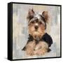 Yorkshire Terrier-Keri Rodgers-Framed Stretched Canvas