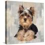 Yorkshire Terrier-Keri Rodgers-Stretched Canvas