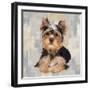 Yorkshire Terrier-Keri Rodgers-Framed Art Print