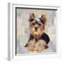 Yorkshire Terrier-Keri Rodgers-Framed Art Print