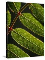 Yorkshire, Yorkshire Dales, Leaves in Closeup on the Yorkshire Dales National Park, England-Paul Harris-Stretched Canvas