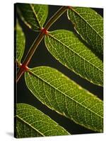 Yorkshire, Yorkshire Dales, Leaves in Closeup on the Yorkshire Dales National Park, England-Paul Harris-Stretched Canvas