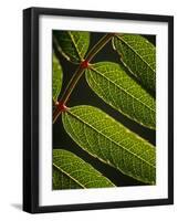Yorkshire, Yorkshire Dales, Leaves in Closeup on the Yorkshire Dales National Park, England-Paul Harris-Framed Photographic Print