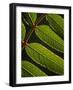 Yorkshire, Yorkshire Dales, Leaves in Closeup on the Yorkshire Dales National Park, England-Paul Harris-Framed Photographic Print