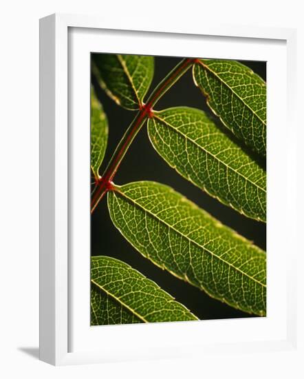 Yorkshire, Yorkshire Dales, Leaves in Closeup on the Yorkshire Dales National Park, England-Paul Harris-Framed Photographic Print