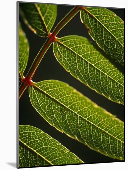 Yorkshire, Yorkshire Dales, Leaves in Closeup on the Yorkshire Dales National Park, England-Paul Harris-Mounted Photographic Print