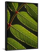 Yorkshire, Yorkshire Dales, Leaves in Closeup on the Yorkshire Dales National Park, England-Paul Harris-Framed Photographic Print