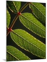 Yorkshire, Yorkshire Dales, Leaves in Closeup on the Yorkshire Dales National Park, England-Paul Harris-Mounted Photographic Print