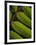 Yorkshire, Yorkshire Dales, Leaves in Closeup on the Yorkshire Dales National Park, England-Paul Harris-Framed Photographic Print