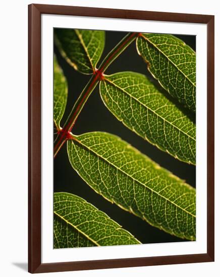 Yorkshire, Yorkshire Dales, Leaves in Closeup on the Yorkshire Dales National Park, England-Paul Harris-Framed Photographic Print