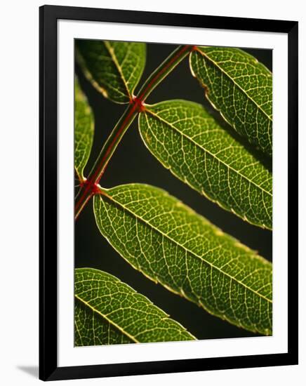 Yorkshire, Yorkshire Dales, Leaves in Closeup on the Yorkshire Dales National Park, England-Paul Harris-Framed Photographic Print