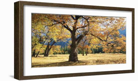 Yosemite Black Oaks-Loren Soderberg-Framed Giclee Print