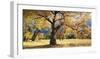 Yosemite Black Oaks-Loren Soderberg-Framed Giclee Print