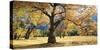 Yosemite Black Oaks-Loren Soderberg-Stretched Canvas