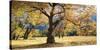 Yosemite Black Oaks-Loren Soderberg-Stretched Canvas