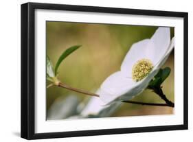 Yosemite Dogwood Design-Vincent James-Framed Photographic Print