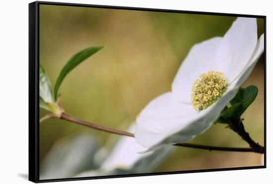 Yosemite Dogwood Design-Vincent James-Framed Stretched Canvas