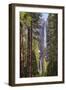 Yosemite Falls through the conifer woodlands of Yosemite Valley, California, USA. Spring (June) 201-Adam Burton-Framed Photographic Print