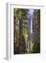 Yosemite Falls through the conifer woodlands of Yosemite Valley, California, USA. Spring (June) 201-Adam Burton-Framed Photographic Print