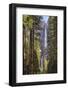 Yosemite Falls through the conifer woodlands of Yosemite Valley, California, USA. Spring (June) 201-Adam Burton-Framed Photographic Print