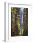 Yosemite Falls through the conifer woodlands of Yosemite Valley, California, USA. Spring (June) 201-Adam Burton-Framed Photographic Print