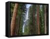 Yosemite Falls, Yosemite National Park, California, Usa-Jamie & Judy Wild-Framed Stretched Canvas