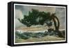 Yosemite Nat'l Park, California - Storm Scarred Pine on Sentinel Dome-Lantern Press-Framed Stretched Canvas