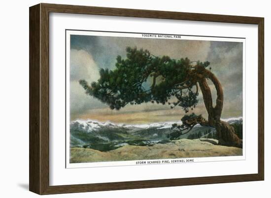 Yosemite Nat'l Park, California - Storm Scarred Pine on Sentinel Dome-Lantern Press-Framed Art Print