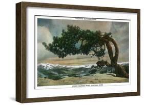 Yosemite Nat'l Park, California - Storm Scarred Pine on Sentinel Dome-Lantern Press-Framed Art Print