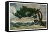 Yosemite Nat'l Park, California - Storm Scarred Pine on Sentinel Dome-Lantern Press-Framed Stretched Canvas