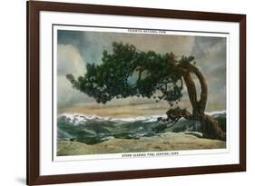 Yosemite Nat'l Park, California - Storm Scarred Pine on Sentinel Dome-Lantern Press-Framed Premium Giclee Print