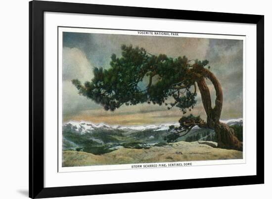 Yosemite Nat'l Park, California - Storm Scarred Pine on Sentinel Dome-Lantern Press-Framed Premium Giclee Print