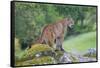 Yosemite National Park, California - Mountain Lion-Lantern Press-Framed Stretched Canvas