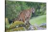 Yosemite National Park, California - Mountain Lion-Lantern Press-Stretched Canvas