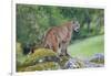 Yosemite National Park, California - Mountain Lion-Lantern Press-Framed Art Print