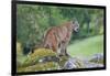 Yosemite National Park, California - Mountain Lion-Lantern Press-Framed Art Print