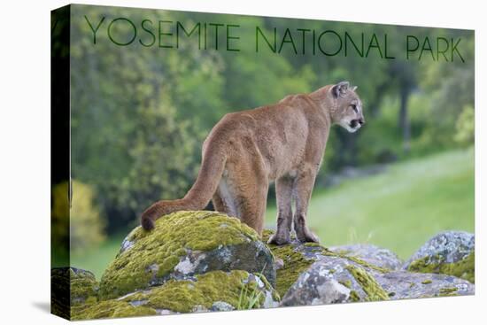 Yosemite National Park, California - Mountain Lion-Lantern Press-Stretched Canvas