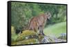 Yosemite National Park, California - Mountain Lion-Lantern Press-Framed Stretched Canvas