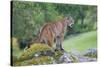 Yosemite National Park, California - Mountain Lion-Lantern Press-Stretched Canvas