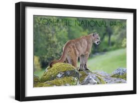 Yosemite National Park, California - Mountain Lion-Lantern Press-Framed Art Print