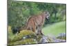 Yosemite National Park, California - Mountain Lion-Lantern Press-Mounted Art Print