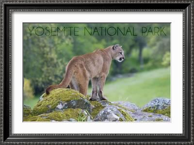 Yosemite National Park, California - Mountain Lion' Art - Lantern Press |  AllPosters.com