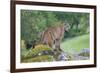 Yosemite National Park, California - Mountain Lion-Lantern Press-Framed Art Print