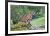 Yosemite National Park, California - Mountain Lion-Lantern Press-Framed Art Print