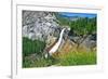 Yosemite National Park, California - Nevada Falls-Lantern Press-Framed Art Print