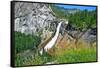 Yosemite National Park, California - Nevada Falls-Lantern Press-Framed Stretched Canvas