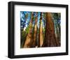 Yosemite National Park-null-Framed Art Print