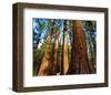 Yosemite National Park-null-Framed Art Print